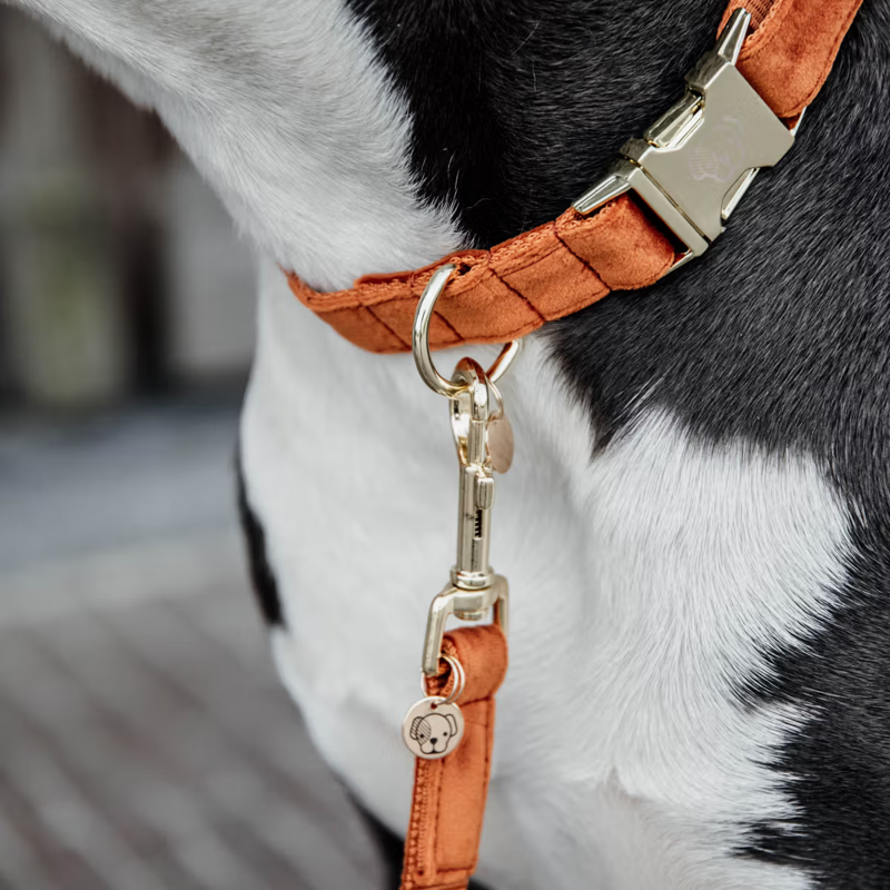 Kentucky Velvet Dog Collar - Orange-1