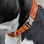 Kentucky Velvet Dog Collar - Orange