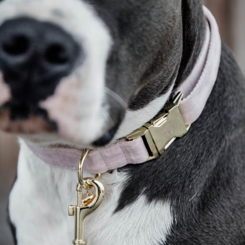 Kentucky Velvet Dog Collar - Soft Rose-1