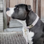 Kentucky Velvet Dog Collar - Soft Rose