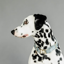 Kentucky Velvet Dog Collar - Light Blue