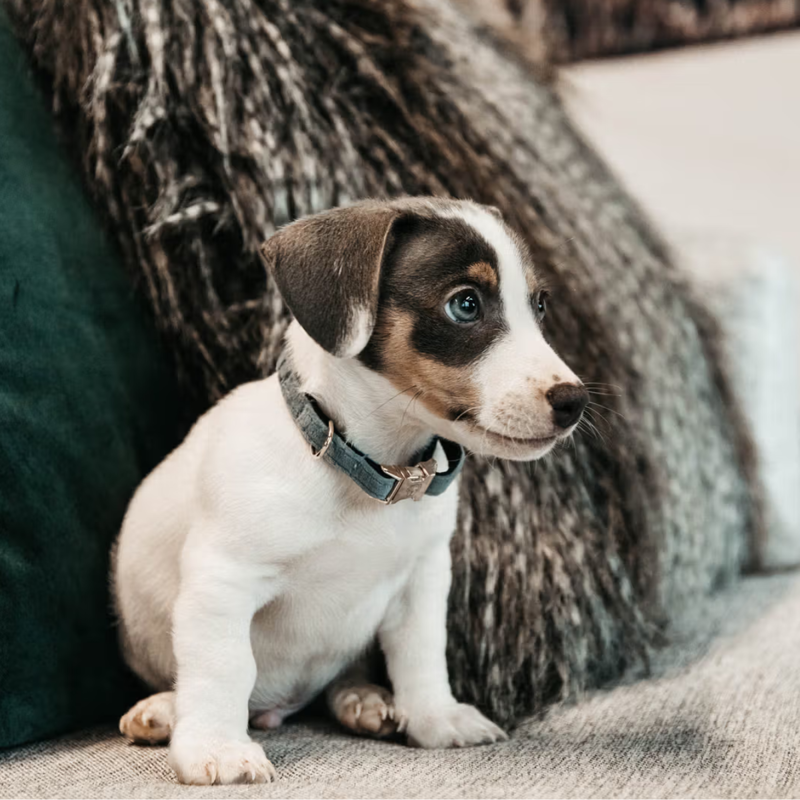 Kentucky Velvet Dog Collar - Light Blue-1