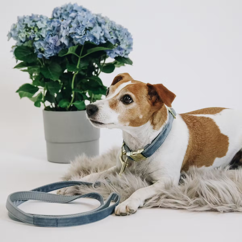 Kentucky Velvet Dog Collar - Light Blue-2