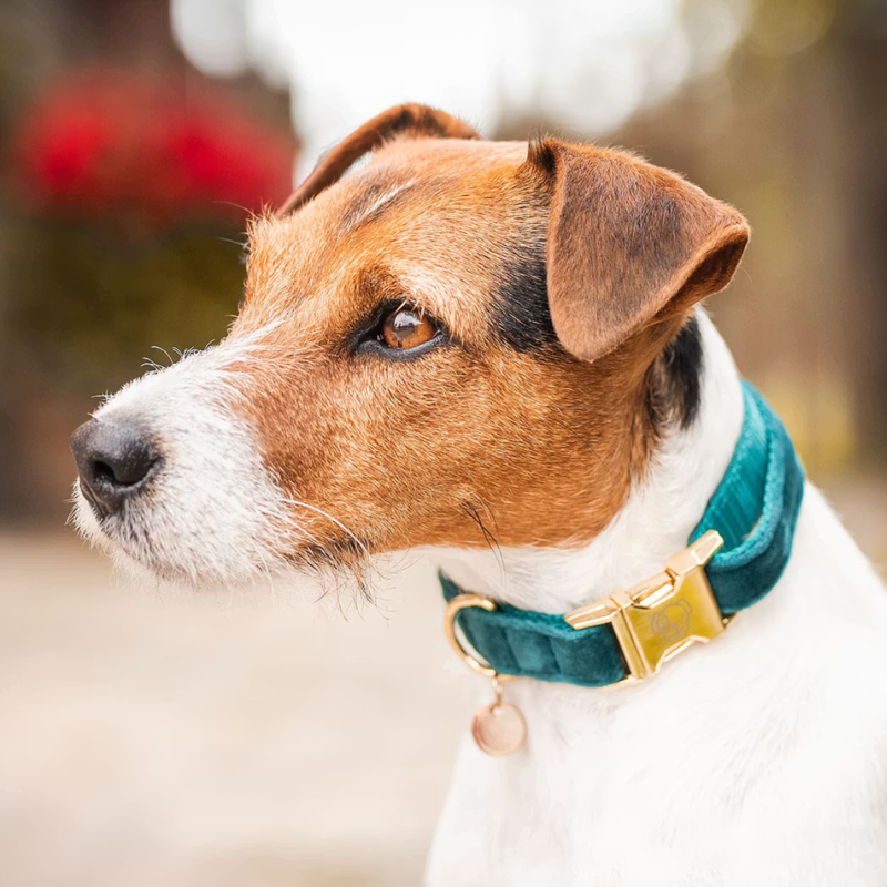 Kentucky Velvet Dog Collar - Emerald