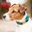 Kentucky Velvet Dog Collar - Emerald