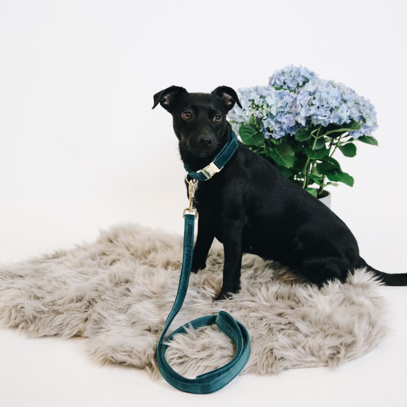 Kentucky Velvet Dog Collar - Emerald-2