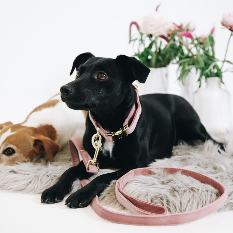 Kentucky Velvet Dog Lead 120cm - Old Rose
