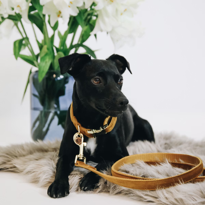 Kentucky Velvet Dog Lead 120cm - Mustard
