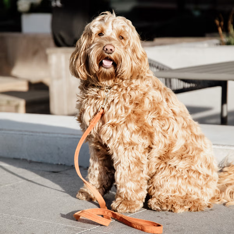 Kentucky Velvet Dog Lead 120cm - Orange-1