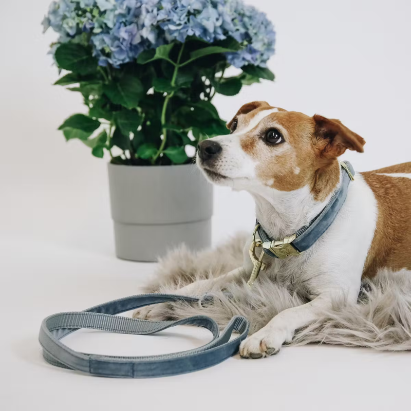 Kentucky Velvet Dog Lead 120cm - Light Blue