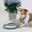 Kentucky Velvet Dog Lead 120cm - Light Blue
