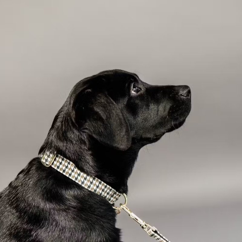 Kentucky Pied-de-Poule Dog Collar - Brown-1