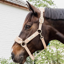 Kentucky Teddy Fleece Halter - Beige