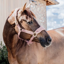 Kentucky Teddy Fleece Halter - Old Rose