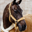Kentucky Velvet Headcollar - Mustard