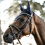 Kentucky Wellington Leather Fly Veil - Dark Navy