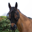 Equi-Sential SoftFit Plus Fly Mask - Black