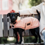 Kentucky Waterproof Dog Coat - Coral