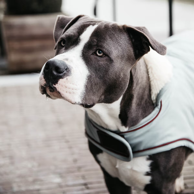 Kentucky Waterproof Dog Coat - Dusty Blue-1