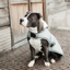 Kentucky Waterproof Dog Coat - Dusty Blue