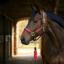 Cameo Performance Leather Headcollar and Lead - Cerise