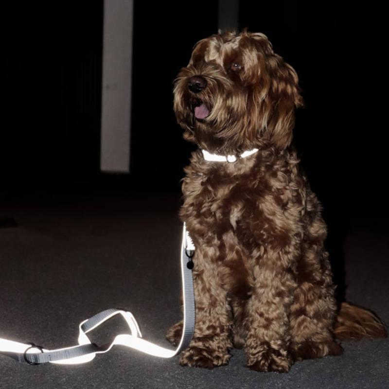 Kentucky Reflective Dog Collar-2