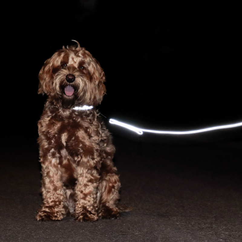 Kentucky Reflective Dog Collar-3