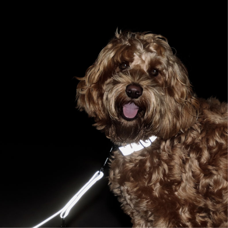 Kentucky Reflective Dog Collar-1