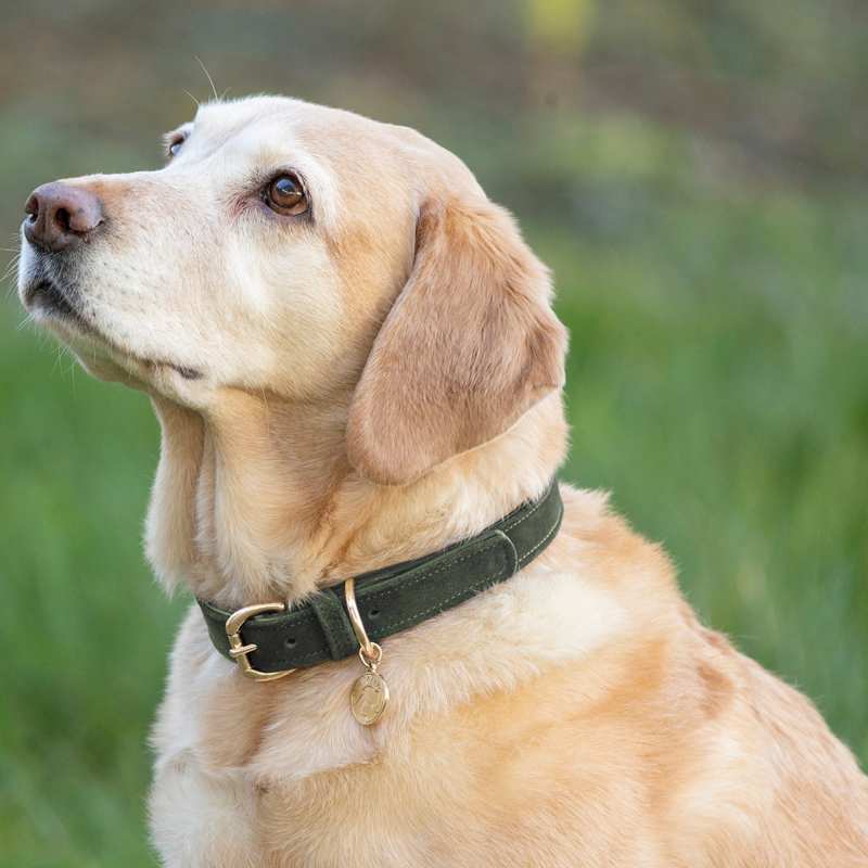 Benji and Flo Noble Suede Dog Collar - Green/Gold