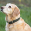 Benji and Flo Noble Suede Dog Collar - Green/Gold