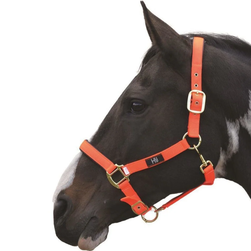 Hy Equestrian Grand Prix Headcollar - Hot Orange