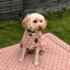 Supreme Products Dotty Fleece Dog Coat - Luxurious Latte
