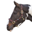 Hy Equestrian Grand Prix Headcollar - Chocolate Brown