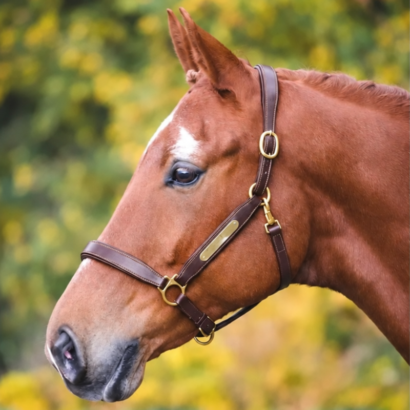 Shires Velociti GARA Leather Nameplate Headcollar - Havana