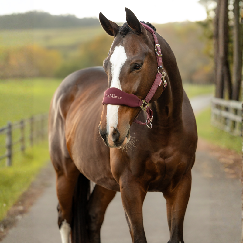 LeMieux Breakaway Vogue Headcollar and Leadrope - Bramble-2