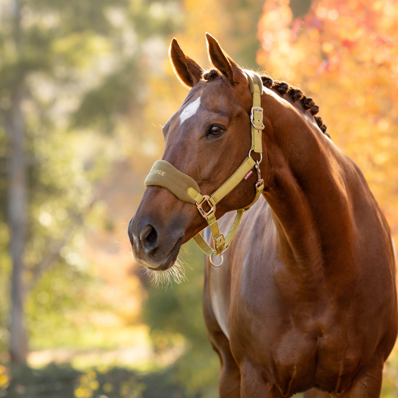 LeMieux Vogue Headcollar and Leadrope - Gooseberry-1