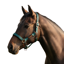 Cameo Fieldsafe Headcollar - Evergreen