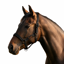 Cameo Fieldsafe Headcollar - Black