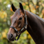 Horseware FieldSafe Headcollar - Black/Reflective/Black