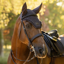 LeMieux Heritage Fly Hood - Cocoa