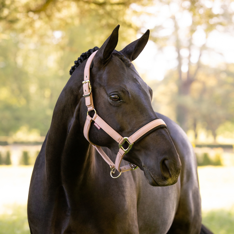 LeMieux Heritage Headcollar - Wild Rose-1