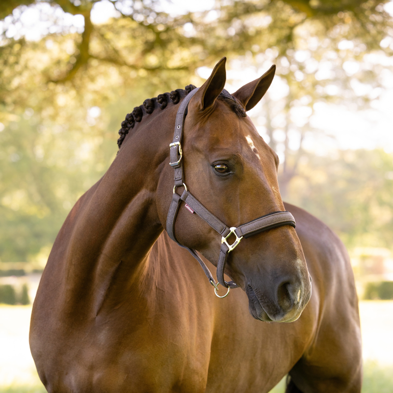 LeMieux Heritage Headcollar - Cocoa-1