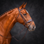Cameo ComfortPro Show Bridle with Inside Grip Reins - Dark Brown