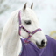 Horseware Amigo Headcollar - Grape/Pink/White