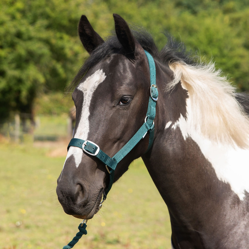Gallop Headcollar and Leadrope Set - Green