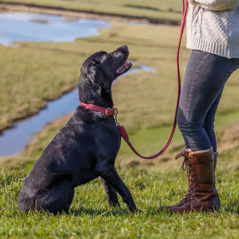 WeatherBeeta Rolled Leather Dog Collar - Maroon-1