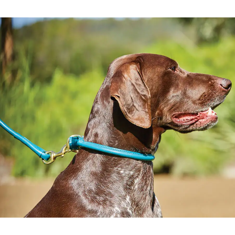 WeatherBeeta Rolled Leather Dog Collar -Teal-1