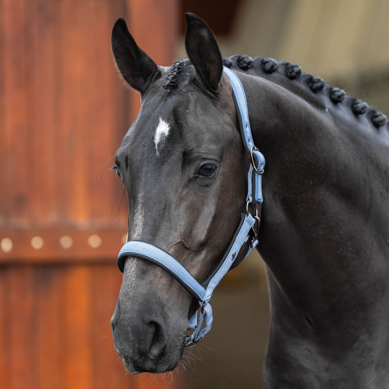 HV Polo Essential Headcollar - Dark Mist Blue-1
