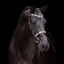 HV Polo Chaya Bridle - Brown/Navy