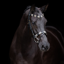 HV Polo Chaya Bridle - Black/Gold